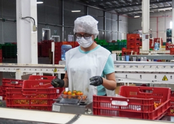 AVANZA CON ÉXITO CICLO DE PRODUCCIÓN 2024 DE INVERNADEROS SANTA RITA