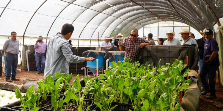 GOBIERNO ESTATAL IMPULSA PRODUCCIÓN DE ALIMENTOS CON PROYECTOS DE ACUAPONIA