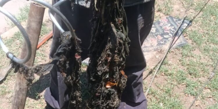 Interapas intensifica limpieza y desazolve de drenajes en zonas norte y sur