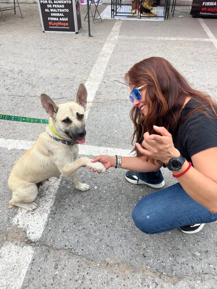 SAN LUIS, NOVENO LUGAR NACIONAL DE HOGARES CON MASCOTAS