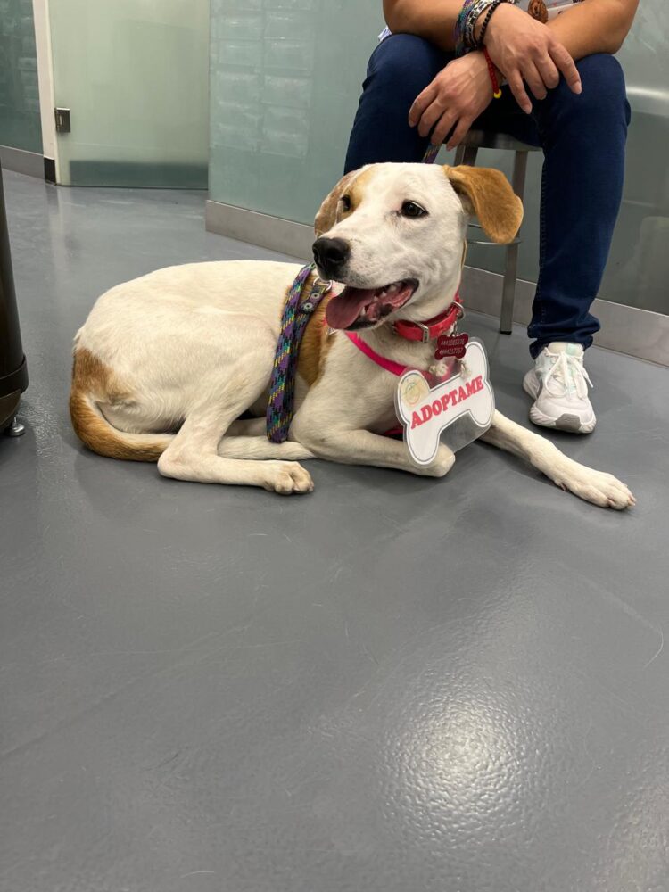 SAN LUIS, NOVENO LUGAR NACIONAL DE HOGARES CON MASCOTAS
