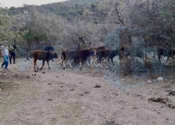 Localizan ha ganado robado