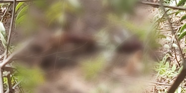 Encuentran osamenta de hombre