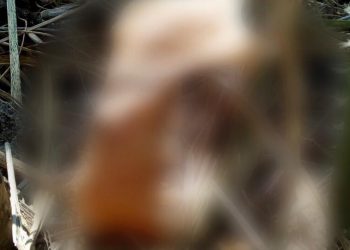 Olvidan peritos de la FGE osamentas en fosa clandestina de Ciudad Fernández