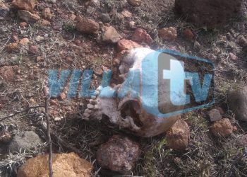 Localizan más restos humanos en la comunidad de La Loma, en Villa de Reyes