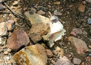 Localizan restos humanos en dos fosas clandestinas en Villa de Reyes