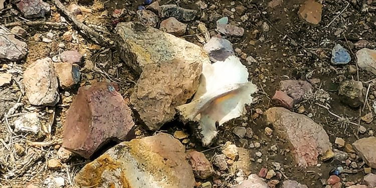 Localizan restos humanos en dos fosas clandestinas en Villa de Reyes