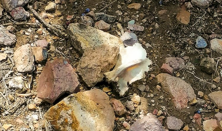 Localizan restos humanos en dos fosas clandestinas en Villa de Reyes