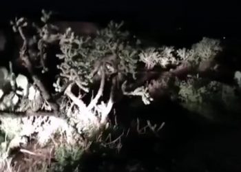 Infanticidio de una bebé de 1 año cimbra a potosinos