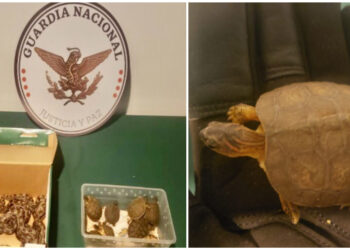 RESCATA GUARDIA NACIONAL 12 SERPIENTES Y 10 TORTUGAS HACINADAS EN EL AEROPUERTO DE SAN LUIS POTOSÍ