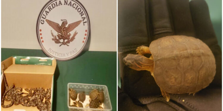RESCATA GUARDIA NACIONAL 12 SERPIENTES Y 10 TORTUGAS HACINADAS EN EL AEROPUERTO DE SAN LUIS POTOSÍ