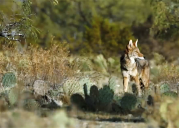VILLA SE DE REYES PROTEGE SUS ÁREAS EN SIERRA DE SAN MIGUELITO, POR LA SEMARNAT.