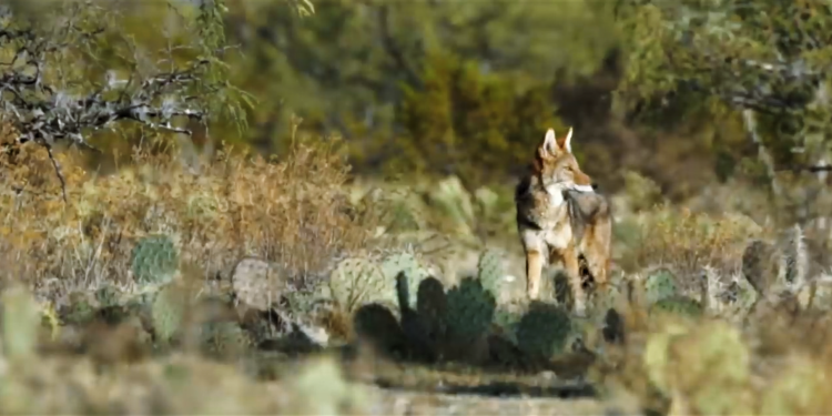 VILLA SE DE REYES PROTEGE SUS ÁREAS EN SIERRA DE SAN MIGUELITO, POR LA SEMARNAT.