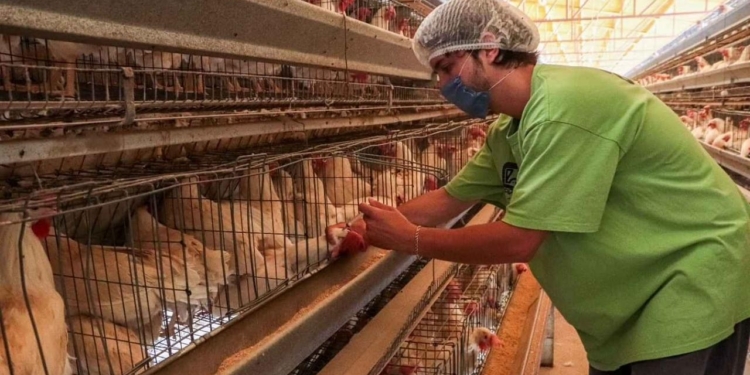 GOBIERNO ESTATAL MANTIENE VIGILANCIA EN EL ESTADO CONTRA LA GRIPE AVIAR