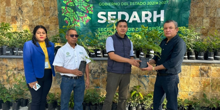 AVANZA EJECUTIVO ESTATAL ACCIONES DE REFORESTACIÓN A FAVOR DEL MEDIO AMBIENTE