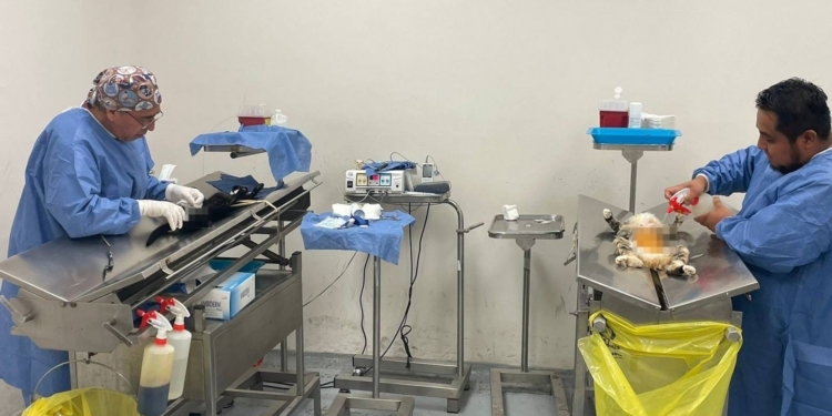 EL ESTADO REALIZÓ MÁS DE 20 MIL ESTERILIZACIONES DE PERROS Y GATOS EN 2024