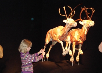EL ESTADO RECIBIRÁ EXPOSICIÓN MUNDIAL “BODY WORLDS ANIMAL INSIDE OUT
