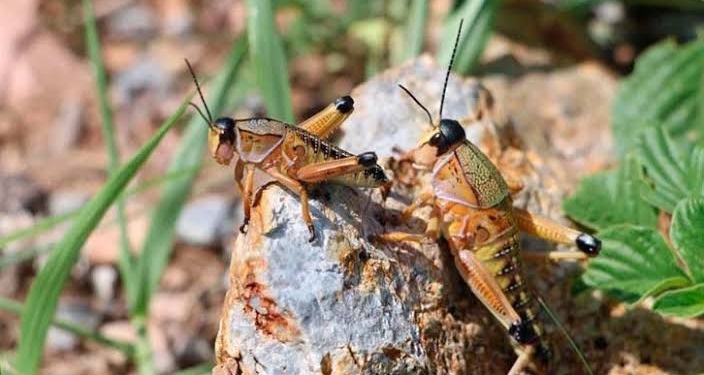 OPERATIVO ECOLÓGICO PARA CONTROLAR PLAGA DE INSECTOS SALTADORES EN SAN LUIS POTOSÍ