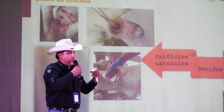 REFUERZA ESTADO ACCIONES DE VIGILANCIA POR GUSANO BARRENADOR DEL GANADO