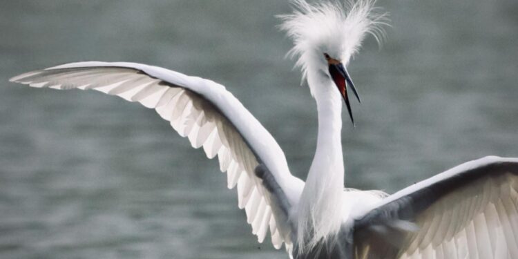 TANGAMANGA, REFUGIO DE AVES Y BIODIVERSIDAD