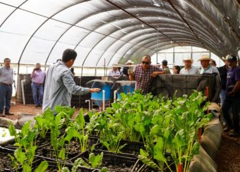 GOBIERNO ESTATAL IMPULSA PRODUCCIÓN DE ALIMENTOS CON PROYECTOS DE ACUAPONIA