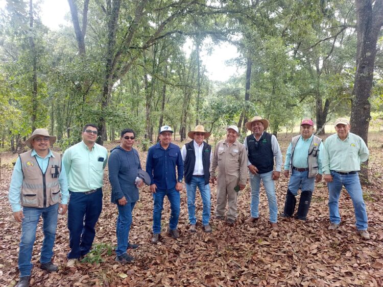 GOBIERNO ESTATAL APLICA “PLAN PILOTO” CONTRA GUSANO BARRENADOR