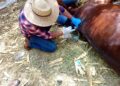 GOBIERNO ESTATAL APLICA “PLAN PILOTO” CONTRA GUSANO BARRENADOR