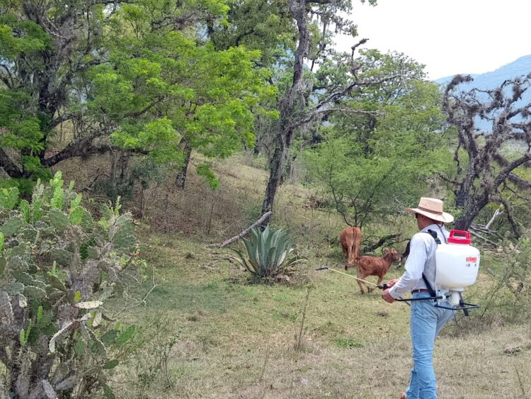 GOBIERNO ESTATAL APLICA “PLAN PILOTO” CONTRA GUSANO BARRENADOR