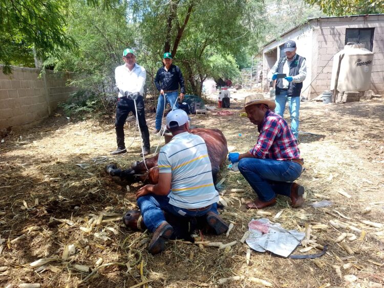GOBIERNO ESTATAL APLICA “PLAN PILOTO” CONTRA GUSANO BARRENADOR