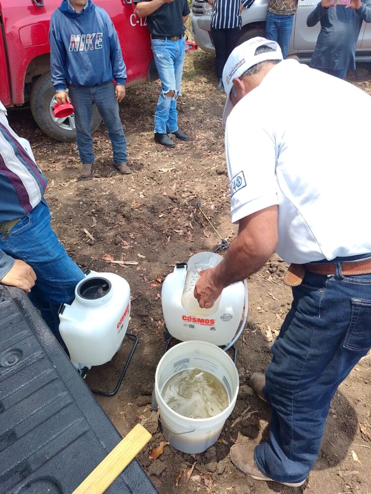 GOBIERNO ESTATAL APLICA “PLAN PILOTO” CONTRA GUSANO BARRENADOR