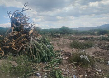 ECOLOGÍA DE VILLA DE REYES IMPULSA REFORESTACIÓN Y EDUCACIÓN AMBIENTAL EN ESCUELAS DEL MUNICIPIO