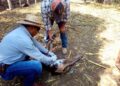 GOBIERNO ESTATAL REFUERZA ACCIONES CONTRA EL GUSANO BARRENADOR