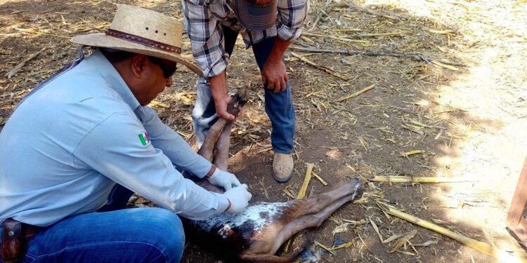 GOBIERNO ESTATAL REFUERZA ACCIONES CONTRA EL GUSANO BARRENADOR