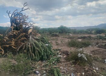 ECOLOGÍA DE VILLA DE REYES ATIENDE DENUNCIA POR PRESUNTA DEFORESTACIÓN Y CLAUSURA TIRADERO CLANDESTINO EN CARRANCO
