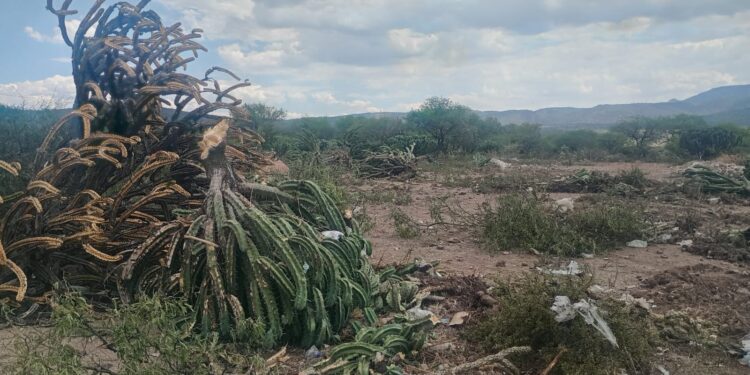 ECOLOGÍA DE VILLA DE REYES ATIENDE DENUNCIA POR PRESUNTA DEFORESTACIÓN Y CLAUSURA TIRADERO CLANDESTINO EN CARRANCO