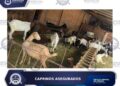POLICÍA DE INVESTIGACIÓN LOCALIZA Y ASEGURA 13 CAPRINOS POR PROBABLE ABIGEATO