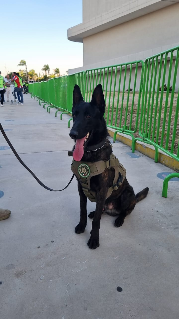 KILLIAN, EL LOMITO MÁS JUGUETÓN DEL AGRUPAMIENTO K9