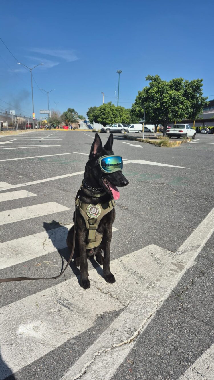 KILLIAN, EL LOMITO MÁS JUGUETÓN DEL AGRUPAMIENTO K9