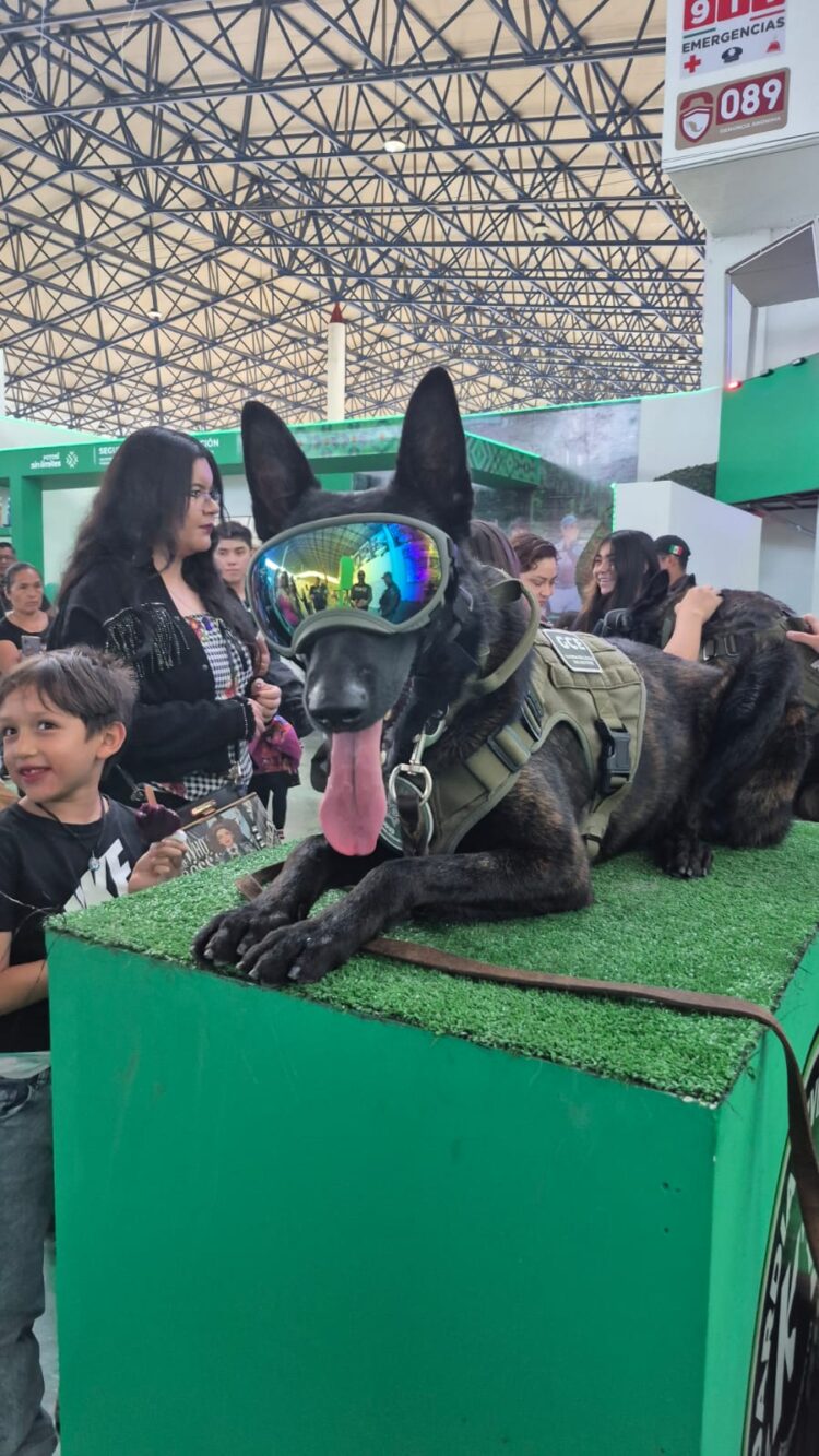 KILLIAN, EL LOMITO MÁS JUGUETÓN DEL AGRUPAMIENTO K9