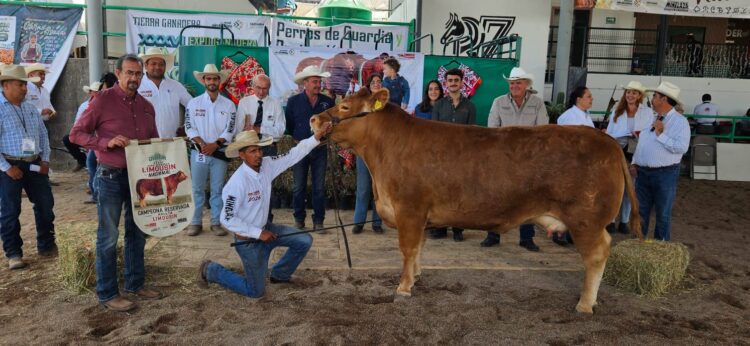 GOBIERNO DEL ESTADO RECONOCE A LO MEJOR DEL GANADO LIMOUSIN DE MÉXICO EN FENAPO 2026