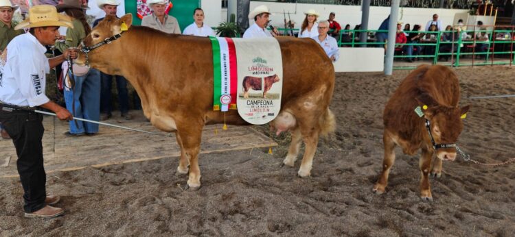 GOBIERNO DEL ESTADO RECONOCE A LO MEJOR DEL GANADO LIMOUSIN DE MÉXICO EN FENAPO 2026