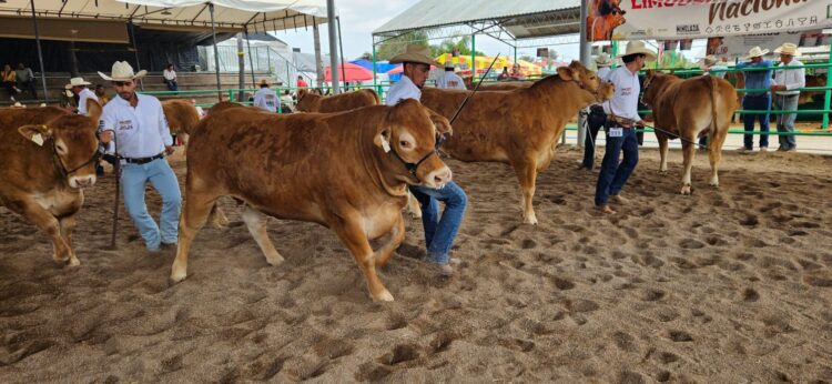 GOBIERNO DEL ESTADO RECONOCE A LO MEJOR DEL GANADO LIMOUSIN DE MÉXICO EN FENAPO 2026