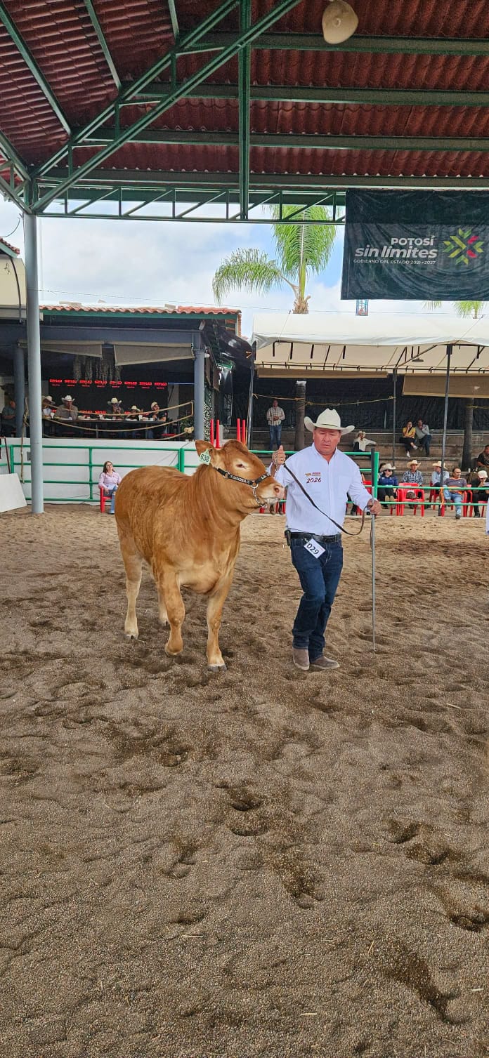 GOBIERNO DEL ESTADO RECONOCE A LO MEJOR DEL GANADO LIMOUSIN DE MÉXICO EN FENAPO 2026