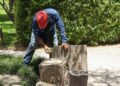 PARQUE JAPONÉS DEL TANGAMANGA I RECIBE MANTENIMIENTO INTEGRAL