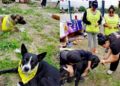 Gobireno municipla brinda más de 170 atenciones Bienestar Animal en una semana