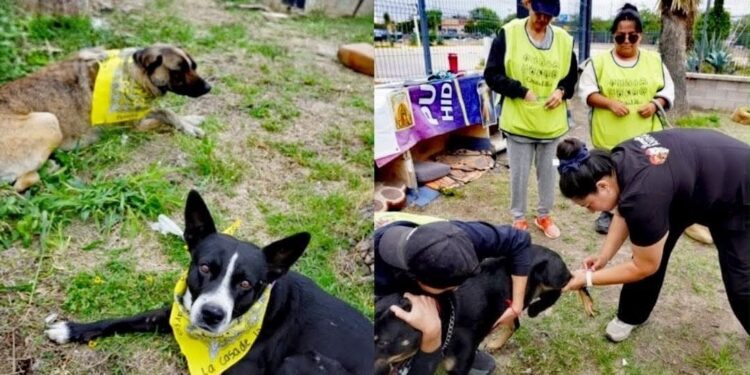 Gobireno municipla brinda más de 170 atenciones Bienestar Animal en una semana
